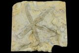 Rare, Ordovician Starfish (Urasterella) Fossil - Oklahoma #145029-1